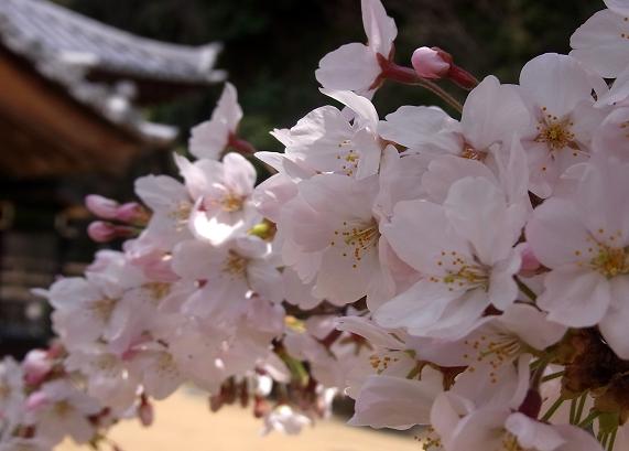 愛宕の桜.jpg