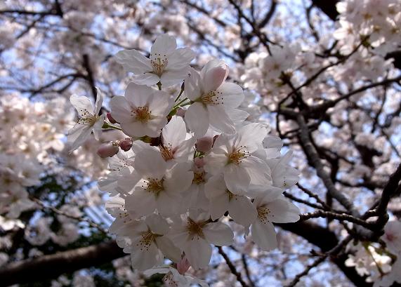 愛宕の桜２.jpg