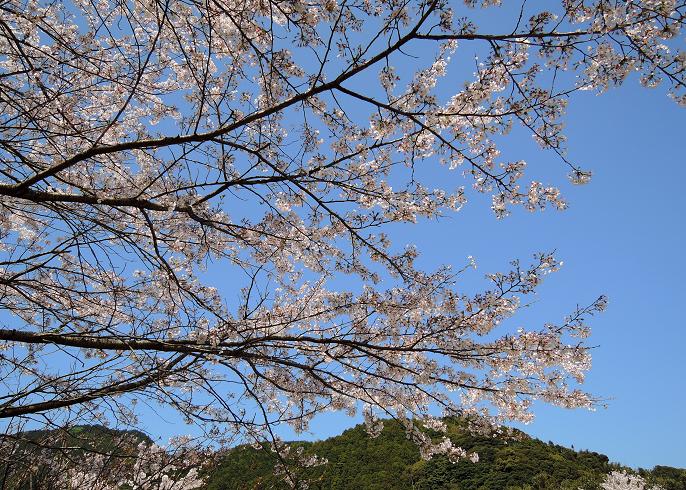 曲渕の桜.jpg