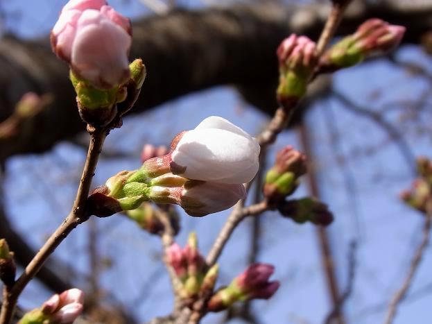 桜咲く２.jpg