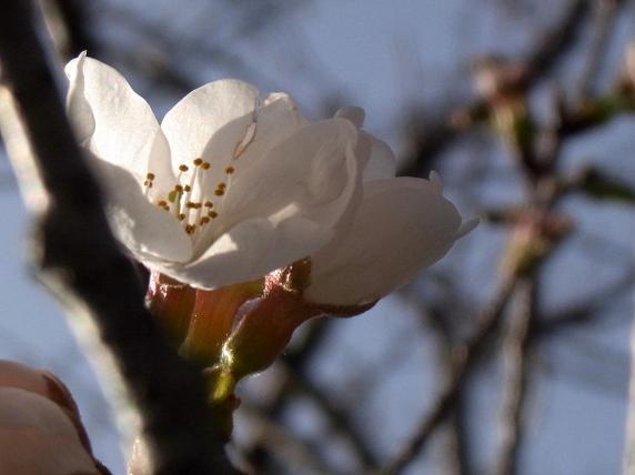 桜咲く４.jpg
