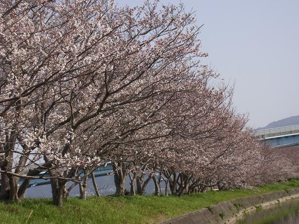 桜６.jpg