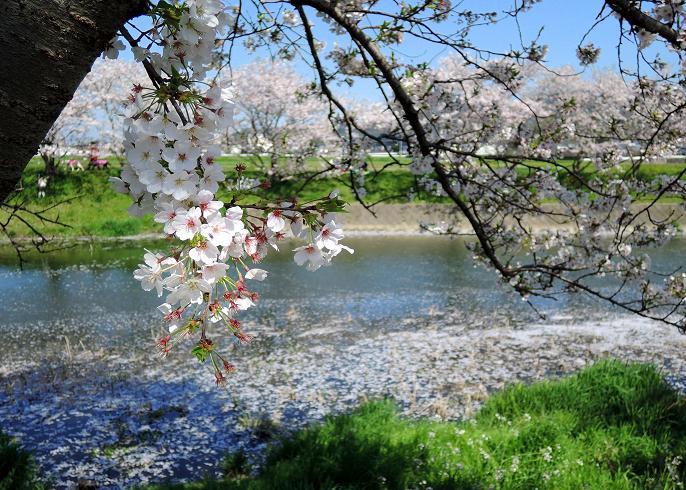 瑞梅寺川の桜.jpg