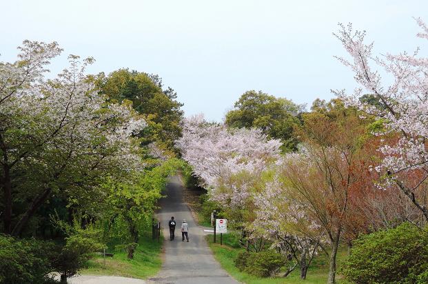 鏡山の桜１１.jpg