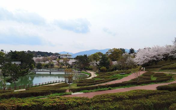 鏡山の桜２.jpg