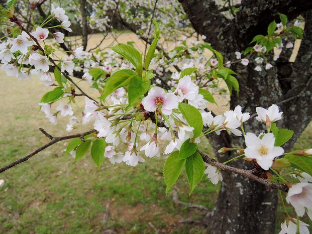鏡山の桜３.jpg