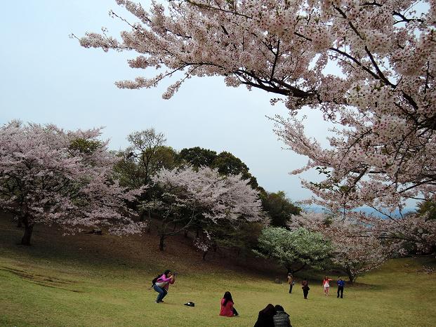 鏡山の桜５.jpg