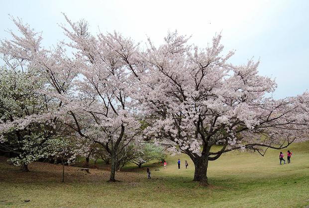 鏡山の桜６.jpg