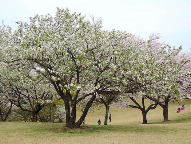 鏡山の桜７.jpg